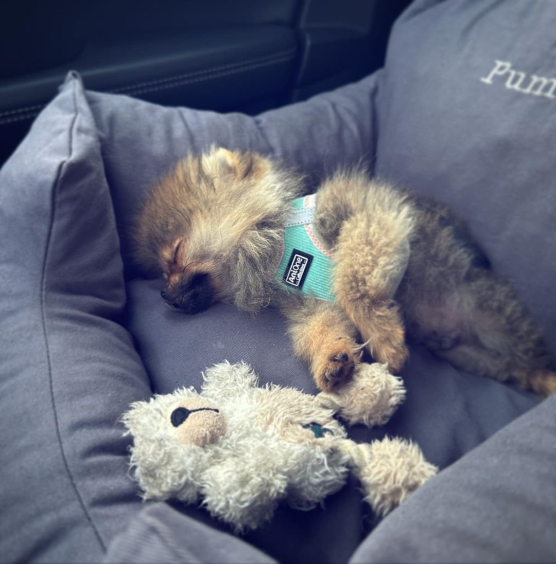 pomeranian puppies for sale near me