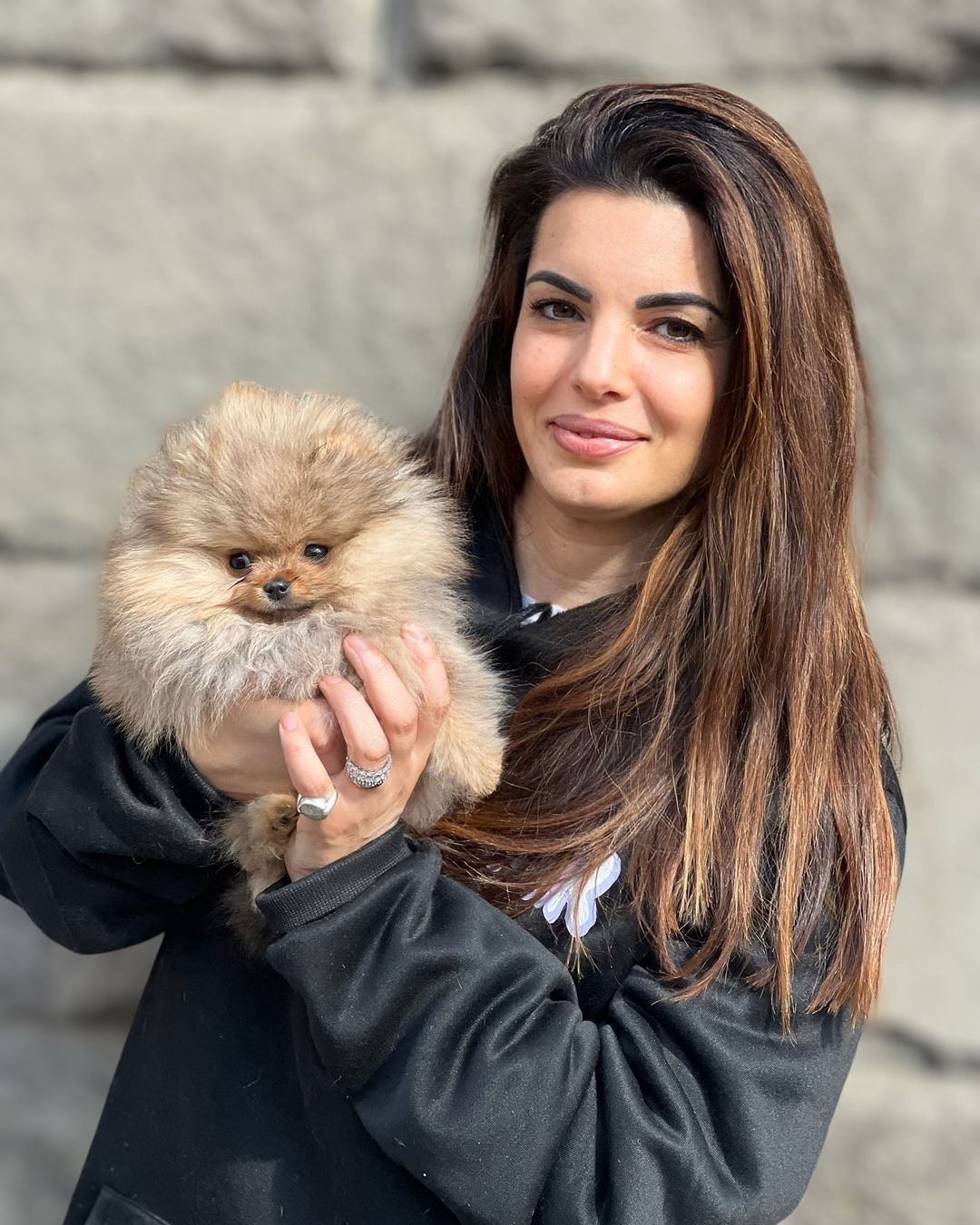 Pomeranian Puppies for Sale in Connecticut