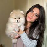 Where are the best places to find Pomeranian puppies for sale in Connecticut