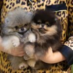 Where can I find Pomeranian puppies for sale in Tennessee