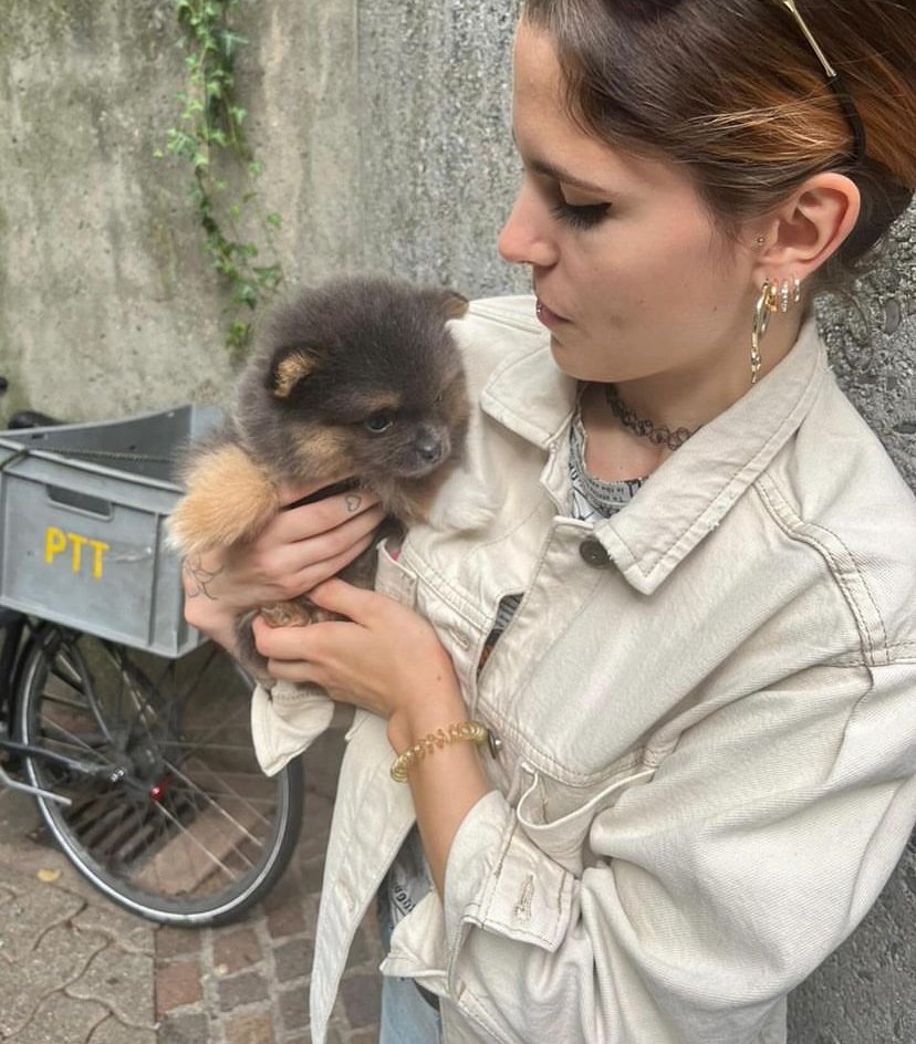 Miniature Pomeranian Puppies for Sale in New Mexico