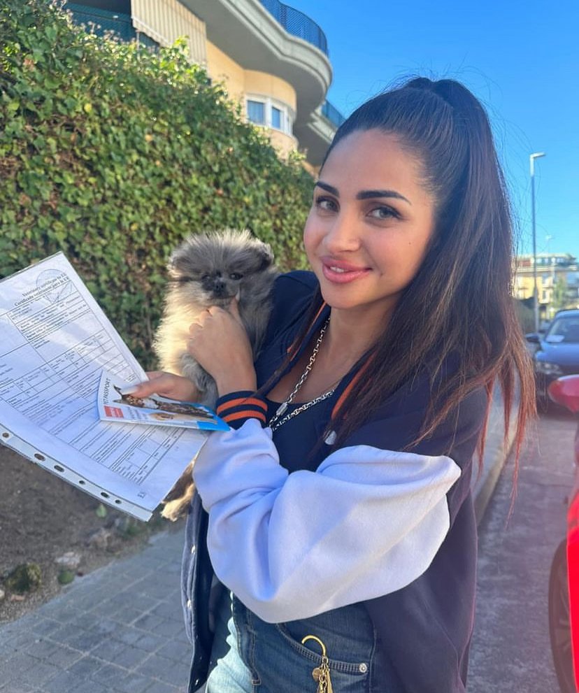 Miniature Pomeranian Puppies for Sale in New York