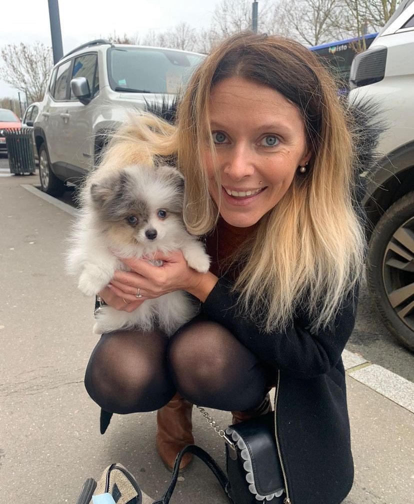 What should I consider when buying a Miniature Pomeranian puppy in New York?