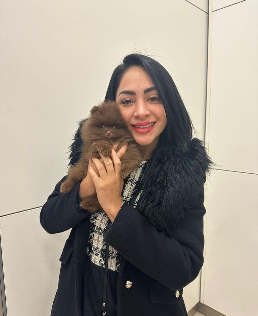 Miniature Pomeranian Puppies for Sale in New Jersey