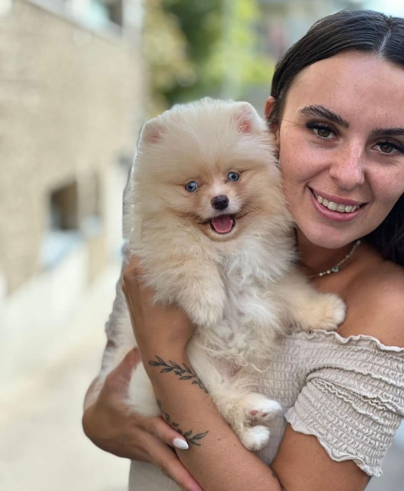 What should I consider when buying a Miniature Pomeranian puppy in Nebraska