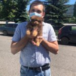 What should I look for when buying a Teacup Pomeranian in New Hampshire