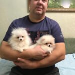 Are Teacup Pomeranians healthy pets