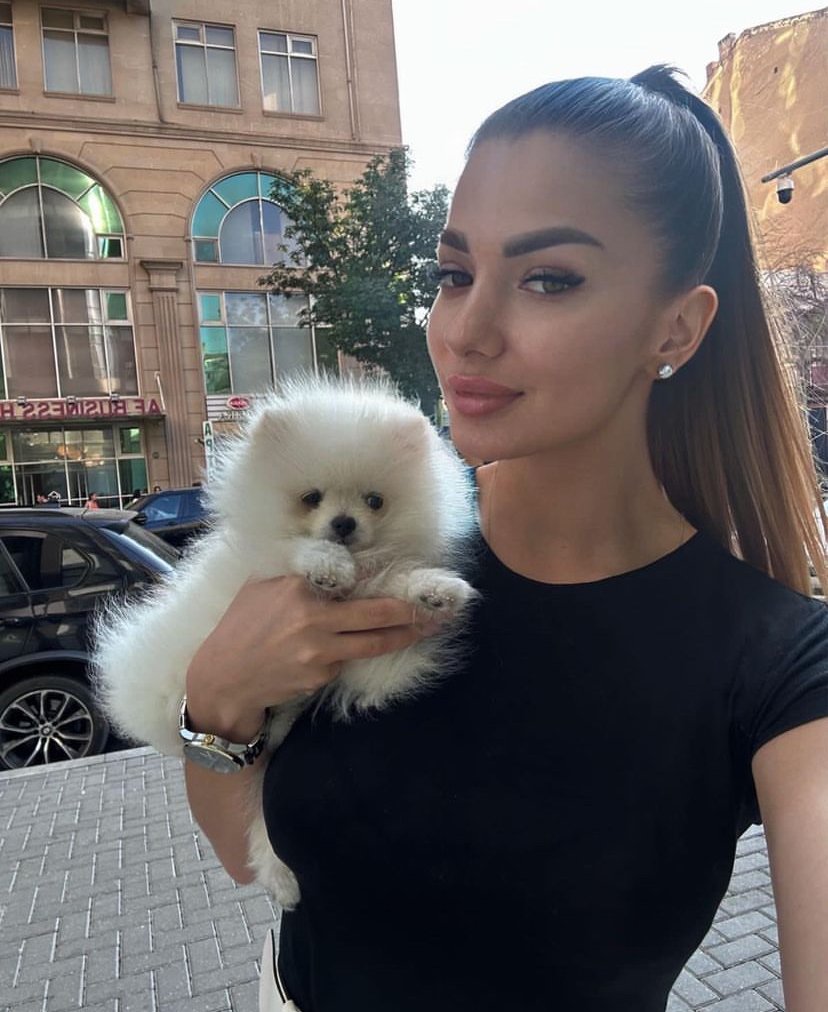How can I verify that a Pomeranian is purebred before purchasing?