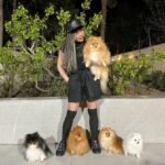Where can I find Pomeranian puppies for sale in Kansas