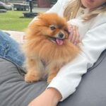 Where can I buy Pomeranian puppies for sale in Maryland