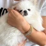 What should I look for when choosing a Teacup Pomeranian breeder in Wisconsin