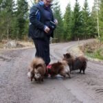 Where can I buy Pomeranian puppies for sale in New York