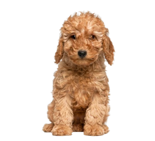 goldendoodle puppies for sale goldendoodle puppies for sale