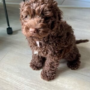 Toy Cockapoo Puppies for Sale