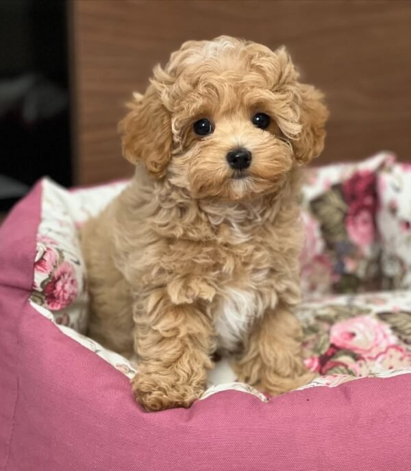 Miniature Maltipoo Puppies for Adoption